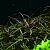 Людвигия Арагвая d 6,5 см  (меристемное растение)